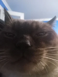 Стикер сима бог @Ctikerubot - 8