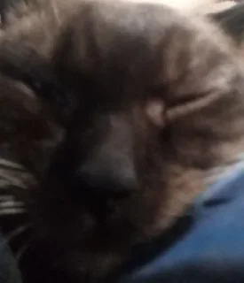 Стикер сима бог @Ctikerubot - 10