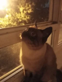 Стикер сима бог @Ctikerubot - 6