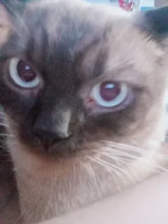 Стикер сима бог @Ctikerubot - 2