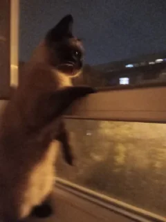 Стикер сима бог @Ctikerubot - 9