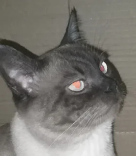 Стикер сима бог @Ctikerubot - 4