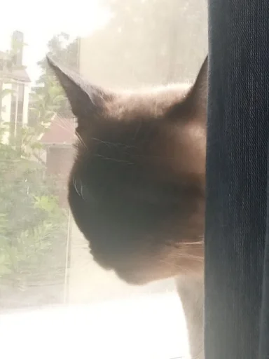 лучший сима @Ctikerubot - 