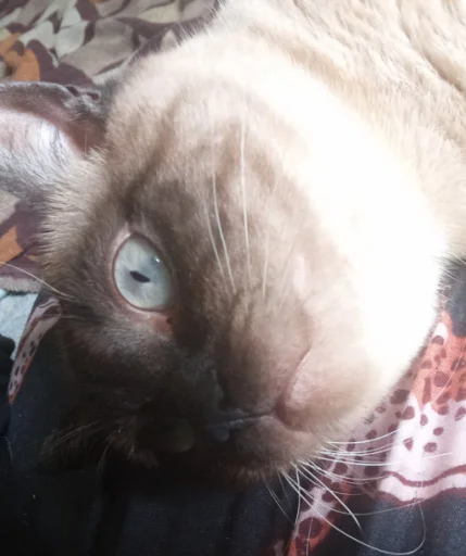 Sticker pack_356919_by_Ctikerubot - 1