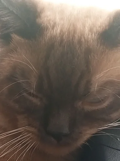 Sticker pack_356919_by_Ctikerubot - 1