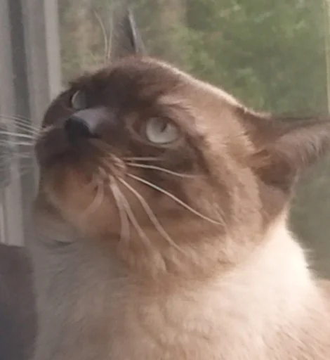 Sticker pack_356919_by_Ctikerubot - 1