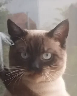 Sticker лучший сима @Ctikerubot - 3