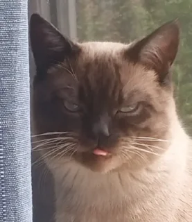 Sticker лучший сима @Ctikerubot - 5