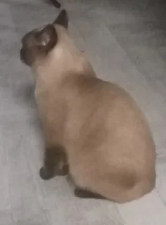 Sticker лучший сима @Ctikerubot - 11