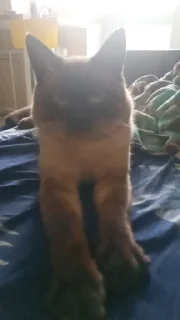 Sticker лучший сима @Ctikerubot - 9