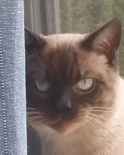 Sticker лучший сима @Ctikerubot - 7