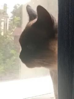 Sticker лучший сима @Ctikerubot - 10