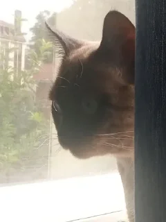 Sticker лучший сима @Ctikerubot - 8