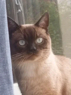 Sticker лучший сима @Ctikerubot - 4