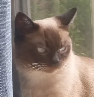 Sticker лучший сима @Ctikerubot - 2