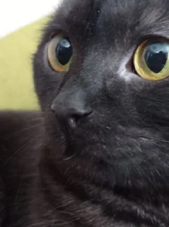 Стикер Искренность @Ctikerubot - 8