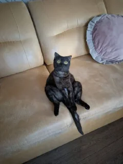 Sticker 🥳 @Ctikerubot - 2