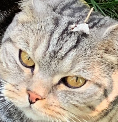 Мой кот,вопросы? @No_emotionsQW @Ctikerubot - 