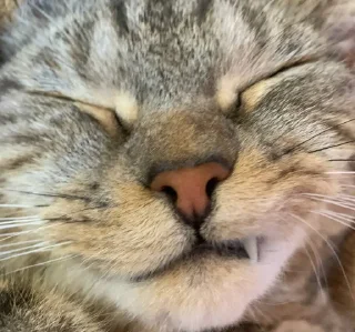 Стикер Мой кот,вопросы? @No_emotionsQW @Ctikerubot - 2