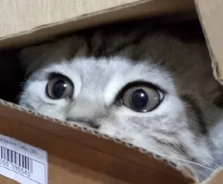 Стикер Мой кот,вопросы? @No_emotionsQW @Ctikerubot - 4