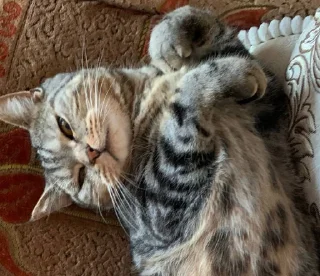 Стикер Мой кот,вопросы? @No_emotionsQW @Ctikerubot - 6