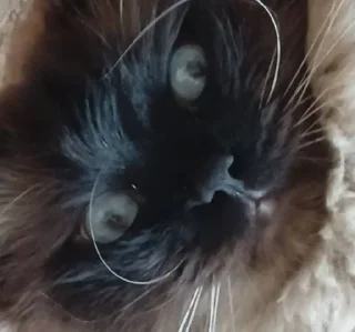 Стикер Мой кот,вопросы? @No_emotionsQW @Ctikerubot - 3