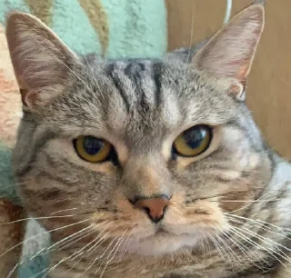 Стикер Мой кот,вопросы? @No_emotionsQW @Ctikerubot - 5