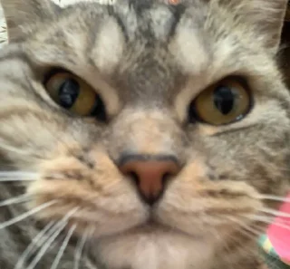 Стикер Мой кот,вопросы? @No_emotionsQW @Ctikerubot - 7