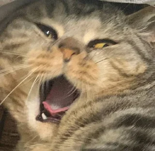 Стикер Мой кот,вопросы? @No_emotionsQW @Ctikerubot - 11