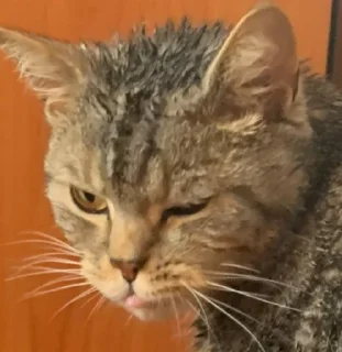 Стикер Мой кот,вопросы? @No_emotionsQW @Ctikerubot - 10