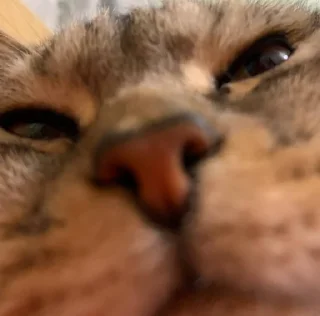 Стикер Мой кот,вопросы? @No_emotionsQW @Ctikerubot - 1