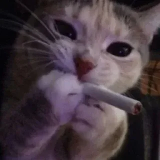 Стикер Никита даун).. @Ctikerubot - 1