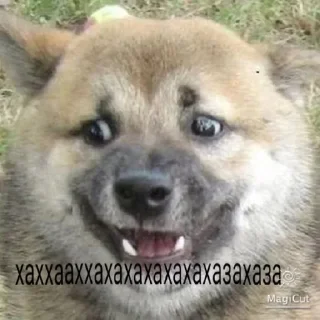 Стикер Стики @beluga1023 больше стиков тут @Ctikerubot @Ctikerubot - 9