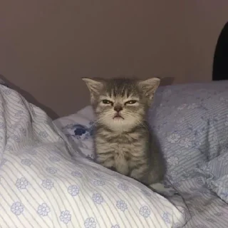 Стикер Свадьба😳 @Ctikerubot - 6