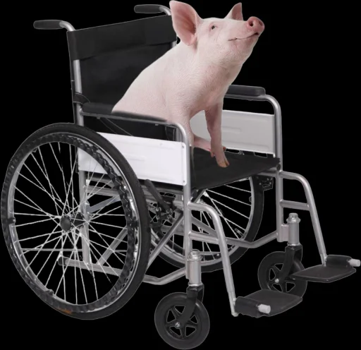 🦽🐷 @TgEmodziBot - 