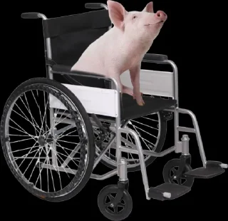 Sticker 🦽🐷 @TgEmodziBot - 1