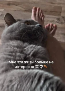 Стикер KASAREVSKIY @Ctikerubot - 9