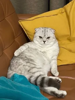 Стикер пись пись @Ctikerubot - 7