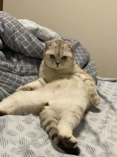 Стикер пись пись @Ctikerubot - 6