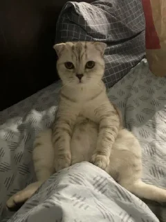 Стикер пись пись @Ctikerubot - 10