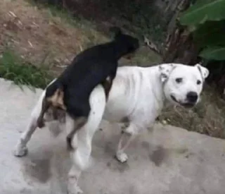 Sticker Stikyava @Ctikerubot - 4