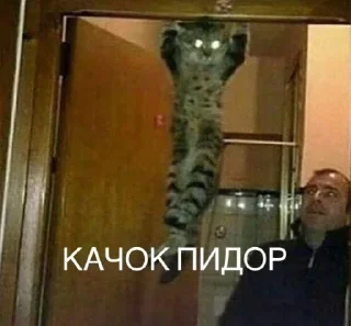 Стикер Memwia @Ctikerubot - 3