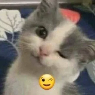 Стикер Коты @TgEmodziBot - 2