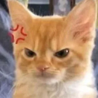 Стикер Коты @TgEmodziBot - 4