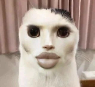 Стикер Коты @TgEmodziBot - 1