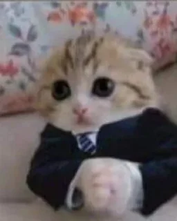 Стикер Коты @TgEmodziBot - 6