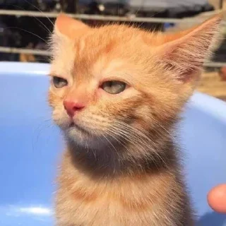 Стикер Коты @TgEmodziBot - 0