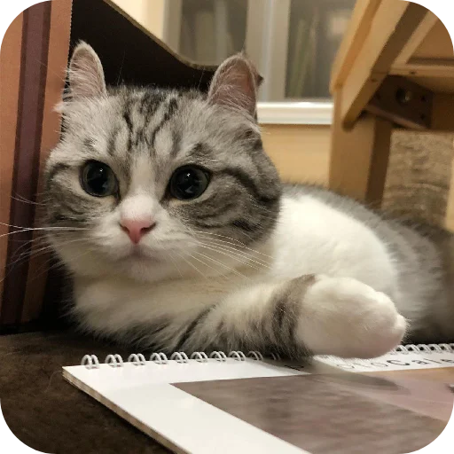 Стикер pack_kamaru_by_TgEmodziBot - 1