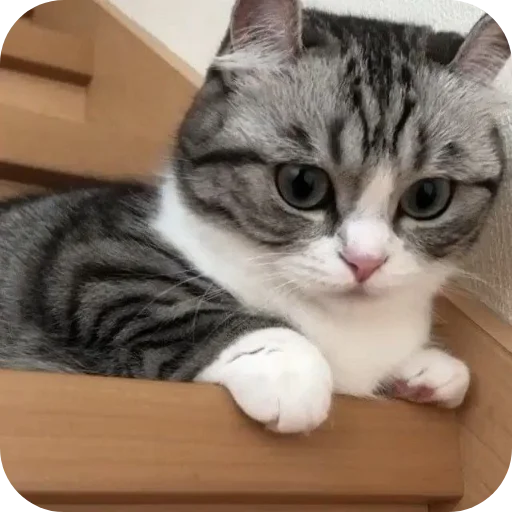 Sticker pack_kamaru_by_TgEmodziBot - 1