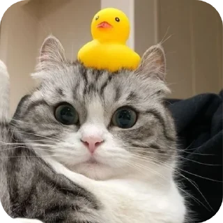 Sticker Камару @Komaryartemka - 1